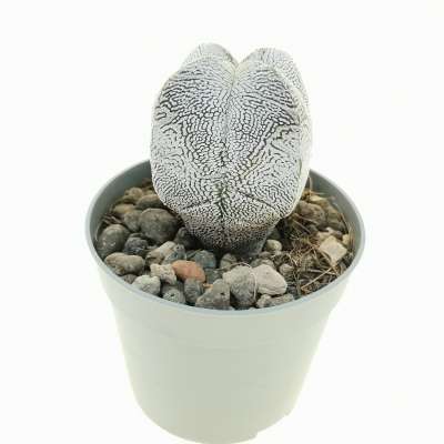 Astrophytum myriostigma cv. Onzuka quadricostatum V-Type - Giromagi