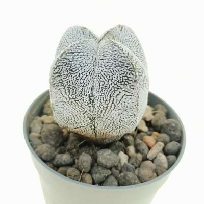 Astrophytum myriostigma cv. Onzuka quadricostatum V-Type - Giromagi