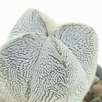 Astrophytum myriostigma cv. Onzuka quadricostatum V-Type - Giromagi