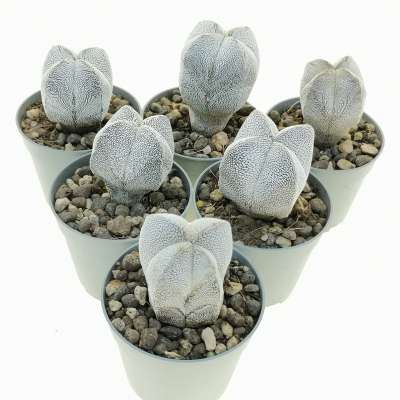 Astrophytum myriostigma cv. Onzuka quadricostatum V-Type - Giromagi