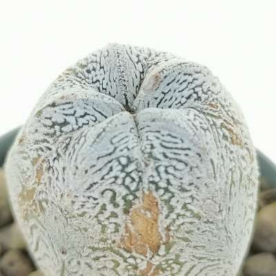 Astrophytum myriostigma cv. Onzuka V-type - Giromagi