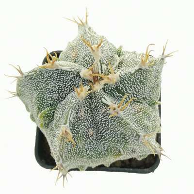 Astrophytum hybrid cv. Curlispine Fukury Haku-jo - Giromagi