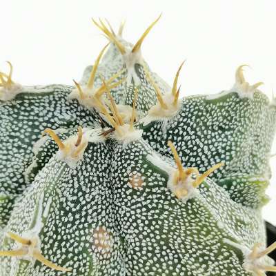 Astrophytum hybrid cv. Curlispine Fukury Haku-jo - Giromagi
