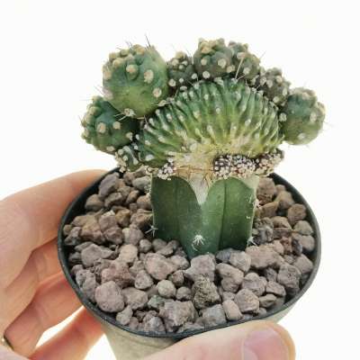 Lobivia aurea var. shaferi f. mostruosa crestata