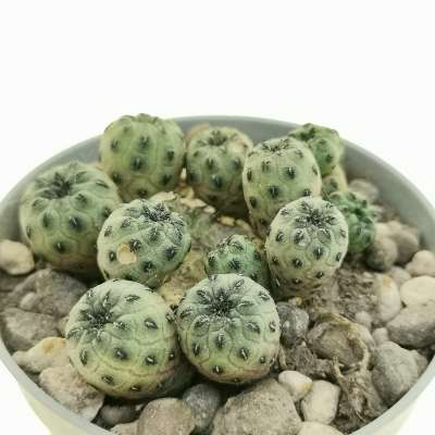 Sulcorebutia rauschii cv. Apple Green - Giromagi