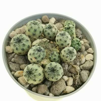 Sulcorebutia rauschii cv. Apple Green - Giromagi
