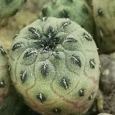 Sulcorebutia rauschii cv. Apple Green - Giromagi