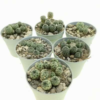 Sulcorebutia rauschii cv. Apple Green - Giromagi