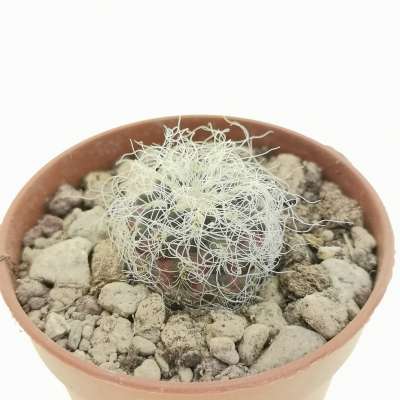Sulcorebutia crispata subs. hertusii (Own roots) - Giromagi