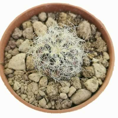 Sulcorebutia crispata subs. hertusii (Own roots) - Giromagi