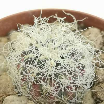 Sulcorebutia crispata subs. hertusii (Own roots) - Giromagi