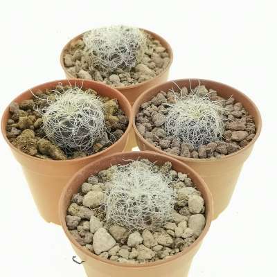 Sulcorebutia crispata subs. hertusii (Own roots) - Giromagi