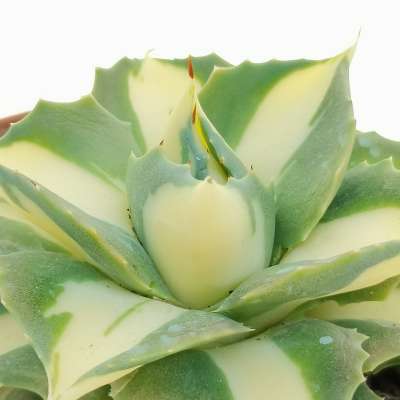 Agave isthmensis cv. Hoi Raiz 10 cm. | Agavaceae - Giromagi