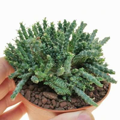 Euphorbia gorgonis x inemis f. crestata