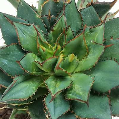 Agave Titanota 'Tower of Babel' 14 cm. | Agavaceae