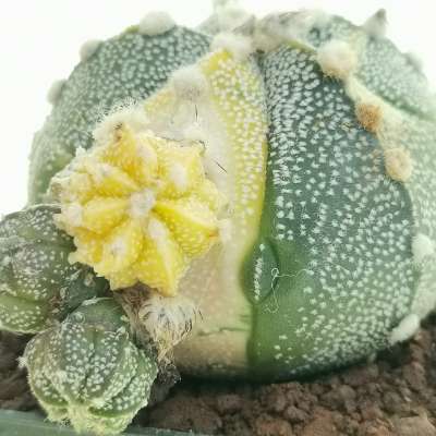 Astrophytum asterias hybrid f. variegata prolifera (CITES) - Giromagi