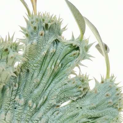 Pachypodium densiflorum f. crestata - Giromagi