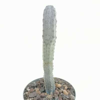 Euphorbia abdelkuri (Own Roots) - Giromagi