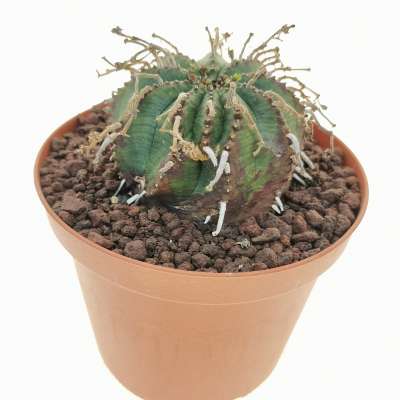 Euphorbia obesa x valida 10 cm. | Euphorbiaceae - Giromagi vendita 