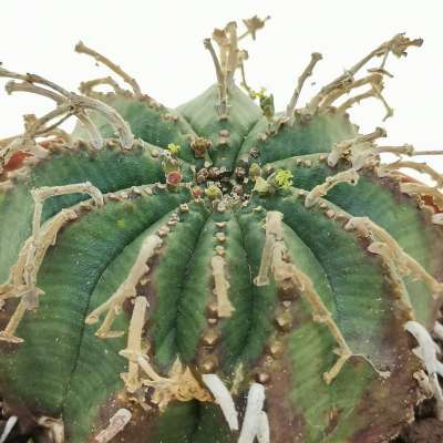 Euphorbia obesa x valida - Giromagi