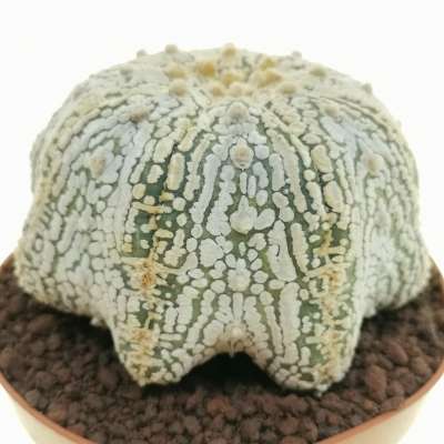 Astrophytum asterias hybrid (Superkabuto Star shape) (CITES) - Giromagi