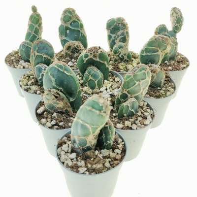 Opuntia reticulata cobra 10 pcs. - Giromagi