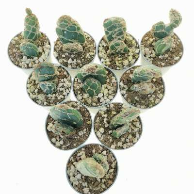 Opuntia reticulata cobra 10 pcs. - Giromagi