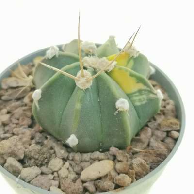 Astrophytum asterias hybrid f. variegata (CITES) - Giromagi