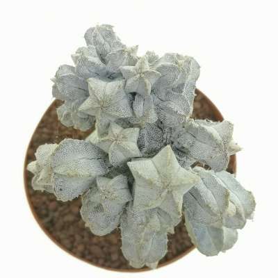 Astrophytum myriostigma cv. Hubuki var. strongylogonum f. columnare - Giromagi