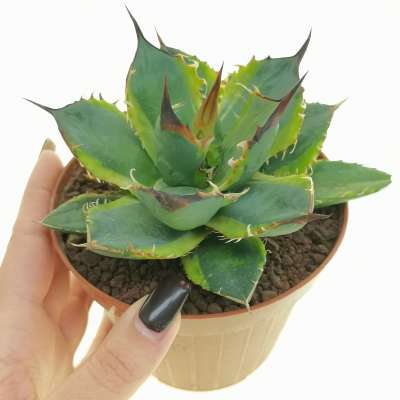 Agave titanota f. variegated | Giromagi cactus and succulents for 