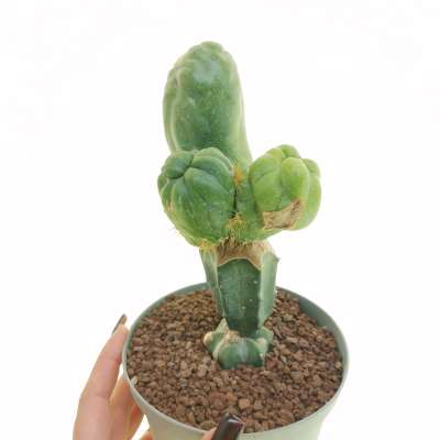 Trichocereus santiaguensis f. monstruosa (Cactus Peperone) 14 cm ...