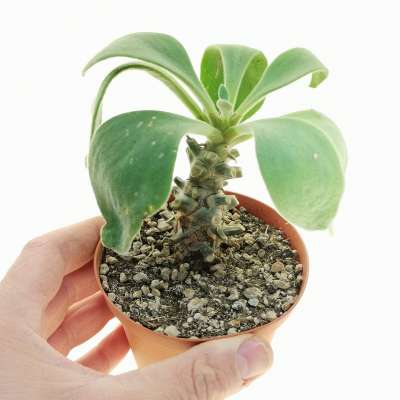 Tylecodon hirtifolium