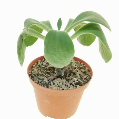 Tylecodon hirtifolium - Giromagi