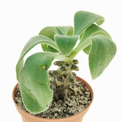 Tylecodon hirtifolium - Giromagi