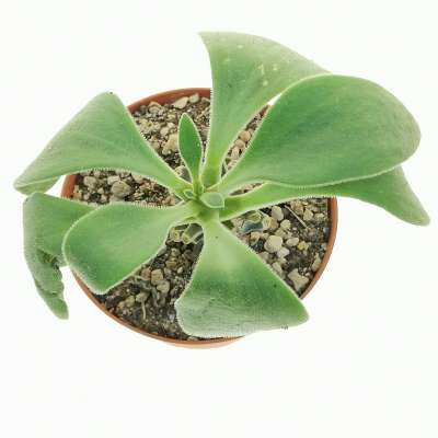 Tylecodon hirtifolium - Giromagi