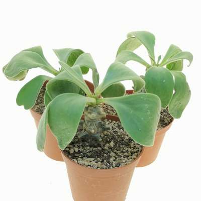 Tylecodon hirtifolium - Giromagi