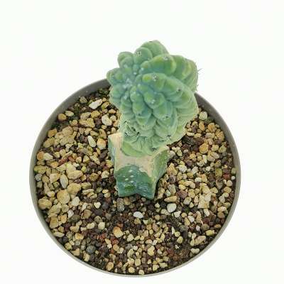 Myrtillocactus geometrizans cv. 'Glorp' - Giromagi