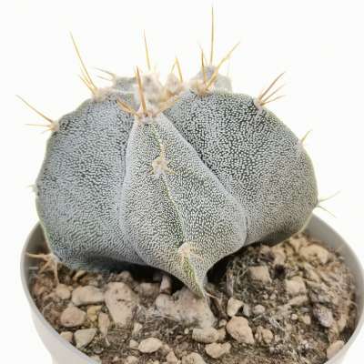 Astrophytum hybrid cv. curlispine - Giromagi