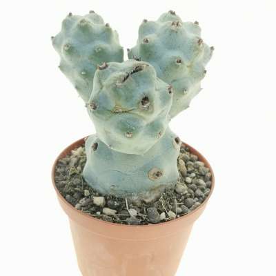 Tephrocactus articulatus var. calvus - Giromagi