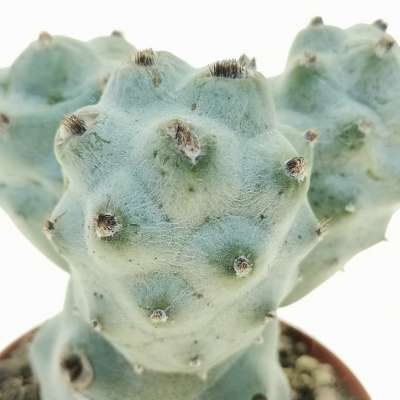 Tephrocactus articulatus var. calvus - Giromagi