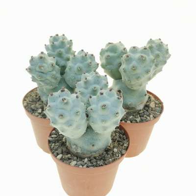 Tephrocactus articulatus var. calvus - Giromagi