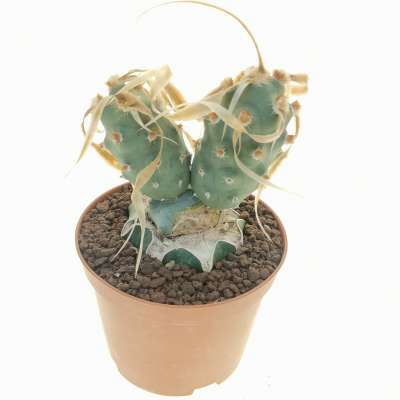 Tephrocactus articulatus var. papyracanthus 'Curly spines' - Giromagi