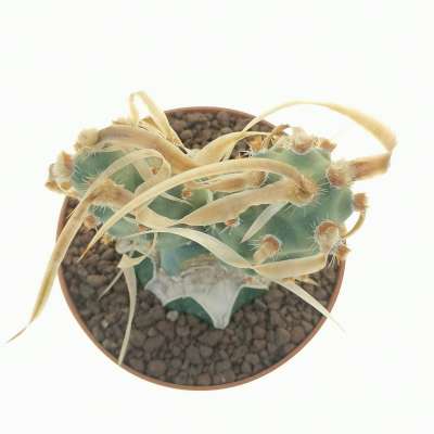 Tephrocactus articulatus var. papyracanthus 'Curly spines' - Giromagi