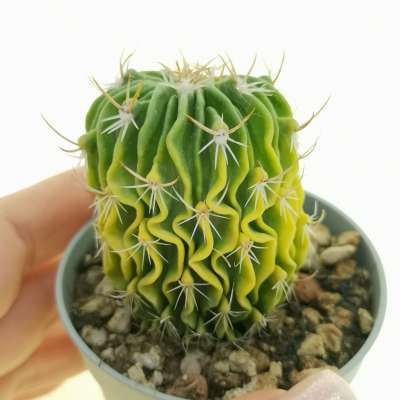 Echinofossulocactus multicostatus f. variegata