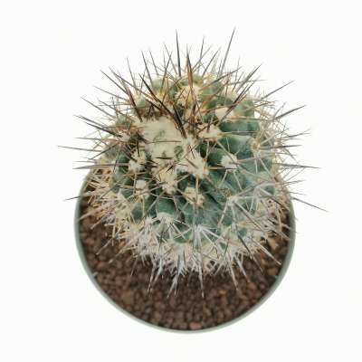 Copiapoa echinoides 10 cm. | Cactaceae - Giromagi vendita