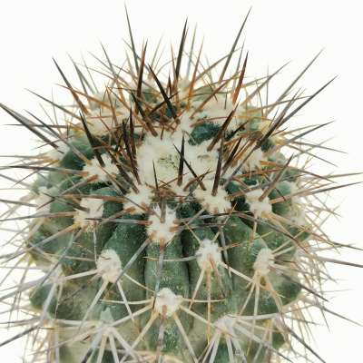 Copiapoa echinoides 10 cm. | Cactaceae - Giromagi vendita