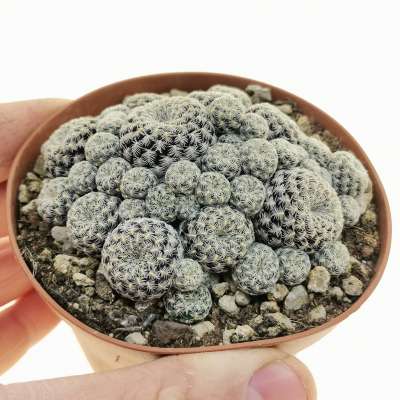 Sulcorebutia albissima | Giromagi cactus and succulents for sale