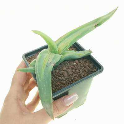 Aloe striata f. mostruosa variegata