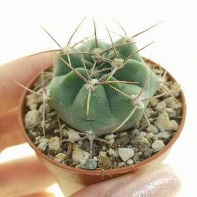 Gymnocalycium bodenbenderianum subs. intertextum (La-Higuera)