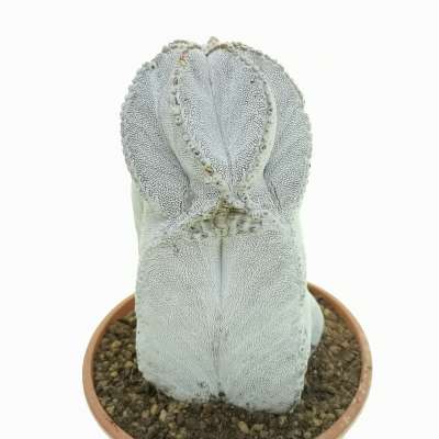 Astrophytum myriostigma cv. Onzuka V-type f. columnare (super white) - Giromagi